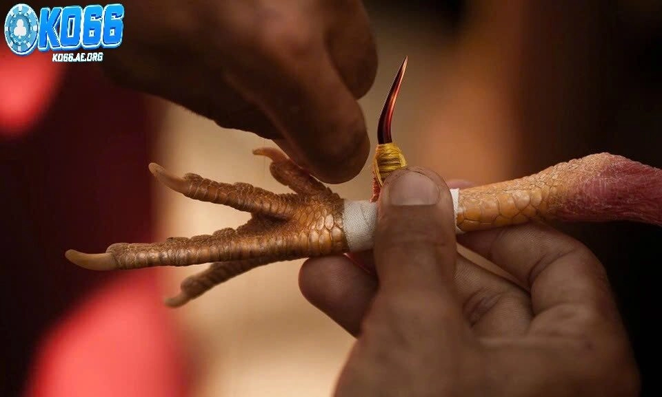 Các điểm cần lưu ý khi tham gia đá gà cựa dao