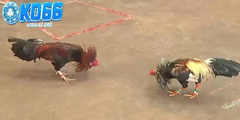 Đá gà cựa sắt – Giữ vững bản sắc truyền thống trong thời đại số tại KO66