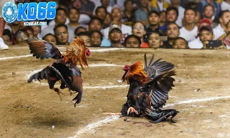 Đặc điểm nổi bật của đá gà hầu