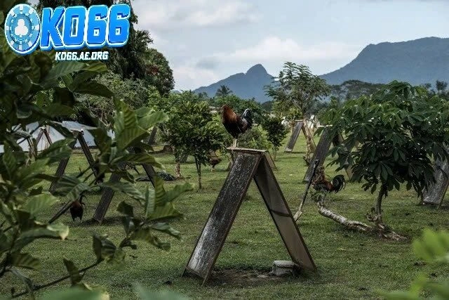 Các hình thức nổi bật