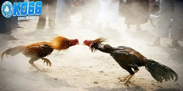 Những quy định cơ bản trong môn đá gà Thomo