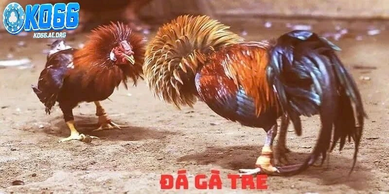 Luật chơi và hình thức chơi