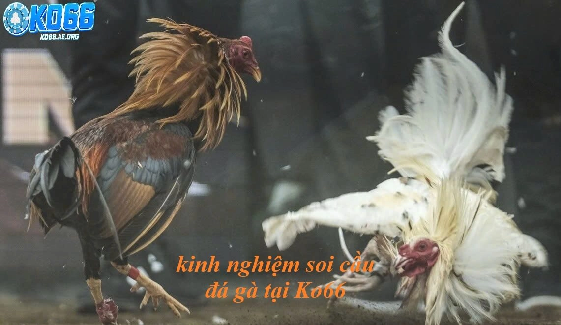 Chìa Khóa Vàng Trong Kinh Nghiệm Soi Kèo Đá Gà